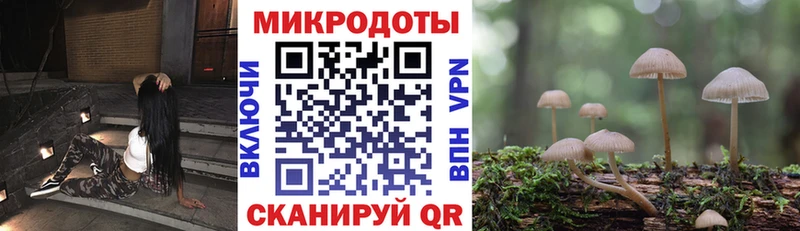 kraken   что такое   Валуйки  Псилоцибиновые грибы Cubensis 